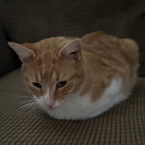 Meet your Posher, Jay